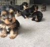 Photo №1. yorkshire terrier - à vendre en ville de Rome | 350€ | Annonce №110898