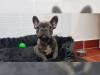 Photo №2 de l'annonce № 124842 de la vente bouledogue - acheter à La finlande annonce privée