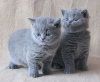 Photo №1. british shorthair - à vendre en ville de Bamberg | Gratuit | Annonce № 116133