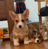 Photo №3. Chiots Pembroke Welsh Corgi prêts à partir.. Suède