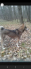 Photos supplémentaires: Chiots Wolfdog à vendre
