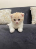 Photo №3. chatons. Turquie