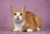 Photos supplémentaires: Garik est un chat sans queue, affectueux, intelligent, à la recherche d'un