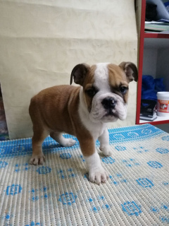 Photo №1. bulldog anglais - à vendre en ville de Grodno | 342€ | Annonce №4261