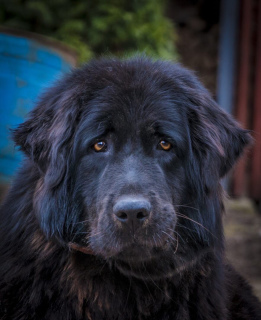 Photos supplémentaires: Chiots de dogue tibétain