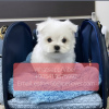 Photo №1. bichon maltais - à vendre en ville de Saint-Pétersbourg | 379€ | Annonce №107008