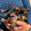 Photo №1. yorkshire terrier - à vendre en ville de Helsinki | négocié | Annonce №65639