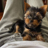 Photo №1. yorkshire terrier - à vendre en ville de Bosanska Krupa | négocié | Annonce №85245