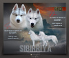 Photo №1. husky de sibérie - à vendre en ville de Belgrade | négocié | Annonce №114717