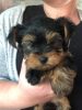 Photo №3. Beaux chiots Yorkshire Terrier à adopter. Allemagne