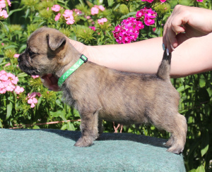 Photos supplémentaires: Chiots à vendre Kern terrier 13.06.2019g naissance.