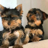 Photo №1. yorkshire terrier - à vendre en ville de Pando | 280€ | Annonce №63943