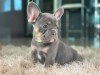 Photo №1. bouledogue - à vendre en ville de Berlin | négocié | Annonce №115834