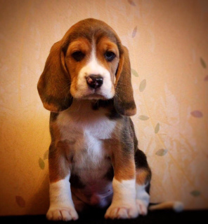 Photo №2 de l'annonce № 2029 de la vente beagle - acheter à Fédération de Russie de la fourrière