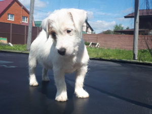 Photo №2 de l'annonce № 2532 de la vente jack russell terrier - acheter à Fédération de Russie éleveur