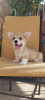 Photos supplémentaires: Chiots Welsh Corgi Pembroke