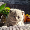 Photo №4. Je vais vendre british shorthair en ville de Калифорния Сити.  - prix - 676€