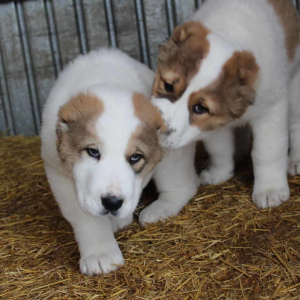 Photos supplémentaires: Vente chiots SAO