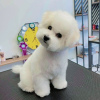 Photo №1. bichon à poil frisé - à vendre en ville de Meyzieu | 2500€ | Annonce №20862