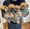 Photo №1. chow-chow - à vendre en ville de Berlin | 300€ | Annonce №90332