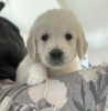 Photo №1. golden retriever - à vendre en ville de Manzini | négocié | Annonce №42808