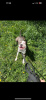 Photo №4. Je vais vendre american staffordshire terrier en ville de Minsk. annonce privée - prix - Gratuit