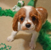 Photo №1. cavalier king charles spaniel - à vendre en ville de Helsinki | 300€ | Annonce №75635