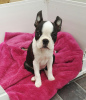 Photo №3. Adorables chiots Boston Terrier en adoption gratuite. Allemagne