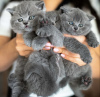 Photo №1. british shorthair - à vendre en ville de Дрезден | Gratuit | Annonce № 127433