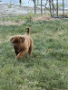 Photos supplémentaires: Chiots Dogue de Bordeaux