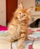 Photo №1. maine coon - à vendre en ville de Berlin | 300€ | Annonce № 104000