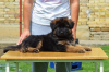 Photos supplémentaires: chien de race berger allemand