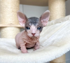 Photo №1. sphynx - à vendre en ville de Stockholm | négocié | Annonce № 113198