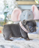 Photo №1. bouledogue - à vendre en ville de Sydenham | négocié | Annonce №71432