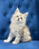 Photo №4. Je vais vendre maine coon en ville de Winder. annonce privée - prix - 400€