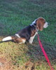 Photo №4. Je vais vendre beagle en ville de Paderborn. annonce privée - prix - 360€