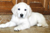 Photo №1. golden retriever - à vendre en ville de Sibiu | Gratuit | Annonce №93372