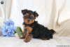 Photos supplémentaires: Chiots Yorkshire Terrier à vendre