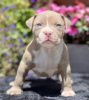 Photo №1. american bully - à vendre en ville de Vienna | 700€ | Annonce №105813