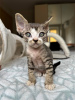 Photo №2 de l'annonce № 119943 de la vente devon rex - acheter à Allemagne annonce privée, éleveur