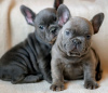 Photo №1. bouledogue - à vendre en ville de Никосия | négocié | Annonce №50369