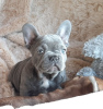 Photo №4. Je vais vendre bouledogue en ville de Munich. annonce privée, éleveur - prix - 400€