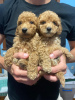 Photo №3. Adorables chiots caniche brun. Serbie