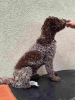 Photos supplémentaires: Chiots Lagotto Romagnolo