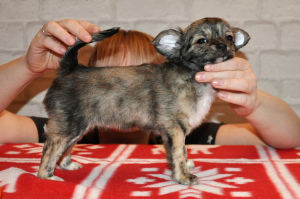 Photo №2 de l'annonce № 4512 de la vente chihuahua - acheter à Fédération de Russie de la fourrière