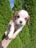 Photos supplémentaires: Chiots Cavalier King Charles Spaniel.