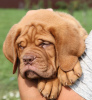 Photo №1. dogue de bordeaux - à vendre en ville de Minsk | négocié | Annonce №8387