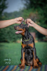 Photos supplémentaires: Chiots Doberman à vendre