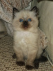 Photo №1. ragdoll - à vendre en ville de Berlin | 350€ | Annonce № 114601