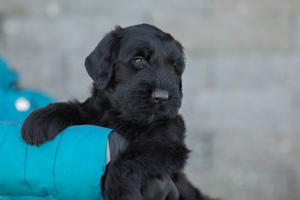 Photo №2 de l'annonce № 6478 de la vente terrier noir russe - acheter à Biélorussie de la fourrière